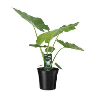 Elefantenohren, Tropische Grüne Pflanze, Eindrucksvolle Blätter, Alocasia Macrorrhiza, ø19 - 70 cm