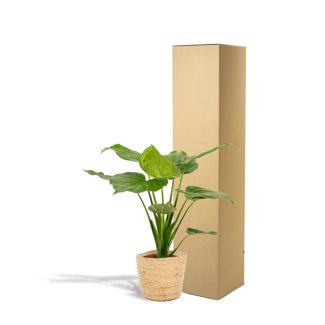 Kopfbildende Alokasie - Ø19cm - ↕65cm + Korb Selin