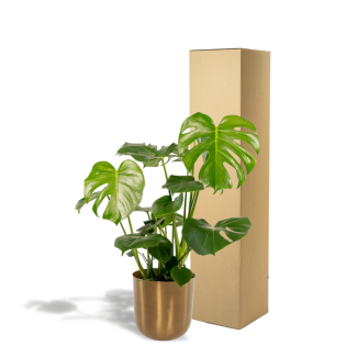 Fensterblatt - ↨80cm - Ø21cm + Topf Mayk Gold