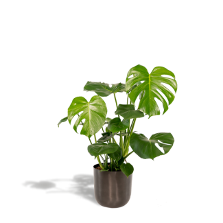Die Fensterpflanze in einem Ziertopf, Grüne Zimmerpflanze, Tropisch, Monstera Deliciosa - ↨80cm - Ø21cm + Topf Mayk Lead