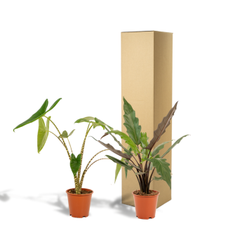 2 Alocasia Zimmerpflanzen Set