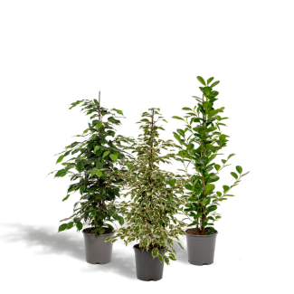 Ficus-Paket - 3 Feigenpflanzen im Set - Ficus Zimmerpflanzen grün - 95 cm - Ø21cm