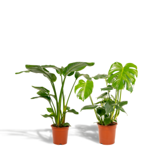 Weißer Paradiesvogel - Ø19cm - ↕85cm + Fensterblatt - Ø21cm - ↕75cm