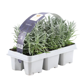 Lavendel, 1x6 Stück, Farbe Lila, Strauch, Hecke, Mediterran, 6er Pack Lavendel angustifolia - 6 x Ø7 cm - ↕15 cm
