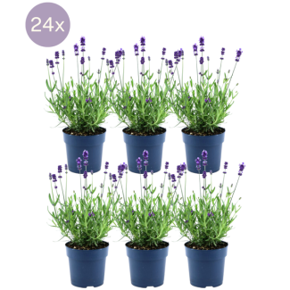 Lavendelpflanze, 24 Stück, Farbe Lila-Blau, Hecke, Lavandula angustifolia Felice® - Ø12 cm - ↕25 cm