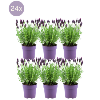 Der Haarschnittlavendel, 24 Stück, Farbe Lila/Veilchen, Gartenpflanzen, Hecke, Lavandula stoechas Anouk® - Ø12 cm - ↕25 cm