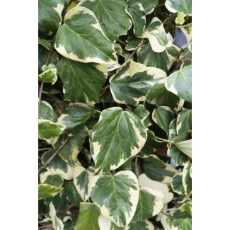 4x - Kolchischer Efeu Dentata Variegata - ↨65cm - Ø15