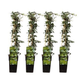 4x - Efeu, Hedera helix - ↨65cm - Ø15