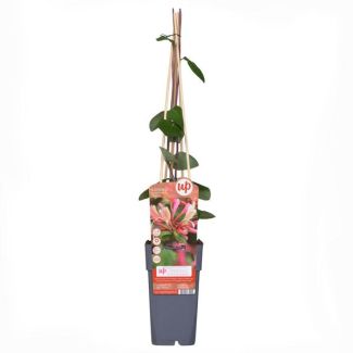 4 Stück Geißblatt