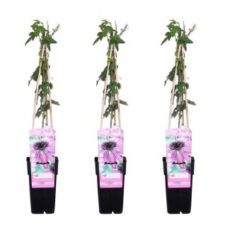 Die Passionsblume, 3 Stück, Kletterpflanze, Auffällige Blumen, Farbe Lila, Tropische Sphären, Passiflora Purple Haze - ↨65cm - Ø15
