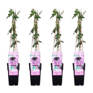 Die Passionsblume, 4 Stück, Kletterpflanze, Auffällige Blumen, Farbe Lila, Tropische Stimmungen, Passiflora Purple Haze - ↨65cm - Ø15