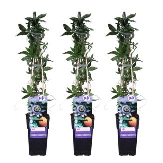 3x - Passionsblume, Farbe Weiß, Blau, Lila, Passiflora caerulea - ↨65cm - Ø15