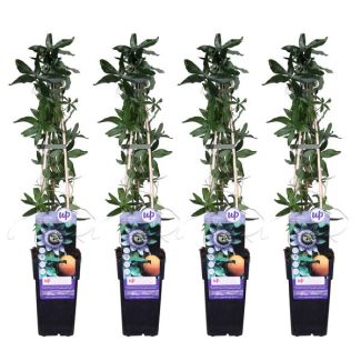 4x - Passionsblume, Farbe Weiß, Blau, Lila, Passiflora caerulea - ↨65cm - Ø15