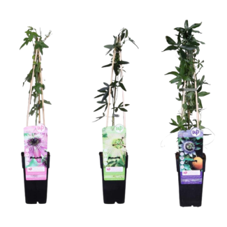 Die Passionsblume, Set von 3 Stück, 1x Weiß, 1x Rosa, 1x Lila, Exotische Blumen, Kletterpflanze, Tropische Sphären, Passiflora-Mix - ↨65cm - Ø15