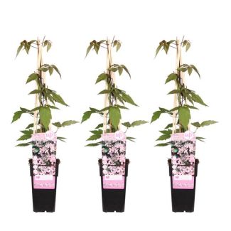 3 Stück Clematis Hellrosa bis Weiß
