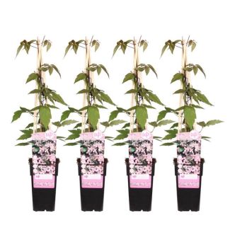 4 Stück Clematis Lichtrosa bis Weiß