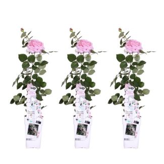 3 Stück Rosen Zartrosa