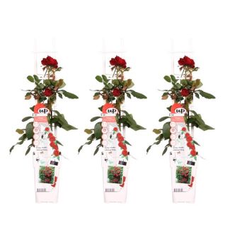 3 Stück Rote Rose
