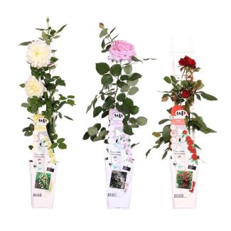 3 Stück Rosenmix; Creme - Rosa - Rot
