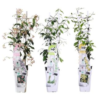 Trachelospermum Mix in pot 