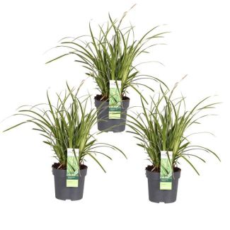 Buntes Ziergras, 3 Stück, Strauch, Farbe Grün mit Creme, Carex morrowii Ice Dance - ↨30cm - Ø14