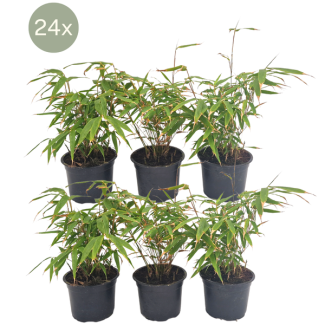 24x Fargesia rufa, nicht wuchernd, polsterförmiger Bambus, grün, Hecke, ↨25cm - Ø13, nicht vermehrend