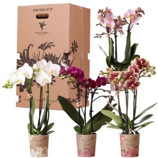Geschenkbox - 4 verschiedene Orchideen, Überraschungsbox, originelles Geschenk, frisch vom Gärtner