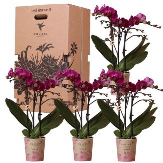 Überraschungsbox, einfarbig, besteht aus 4 Schmetterlingsorchideen zum Preis von 3 Stück, Topfgröße 9 cm