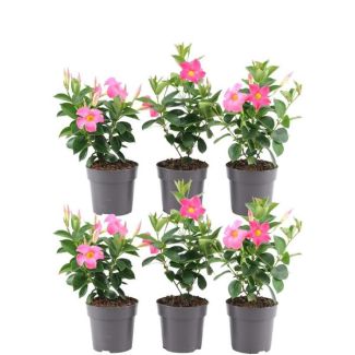 Set von 6 Mandevilla, Trompetblütige Kletterpflanze, Farbe rosa, Terrassenpflanze, Balkonpflanze, einjährige Pflanze Mandevilla Sundaville Double Blush Pink auf Rankhilfe (Dipladenia) - Ø14cm - ↕40cm