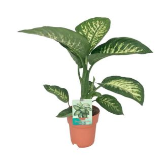 Dieffenbachie Seguine Tropic Snow - Ø19cm - ↕70cm