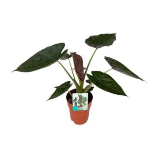 Elefantenohren, Alocasia Wentii, Grüne Pflanze, Tropisch, Ø19cm - ↕85cm