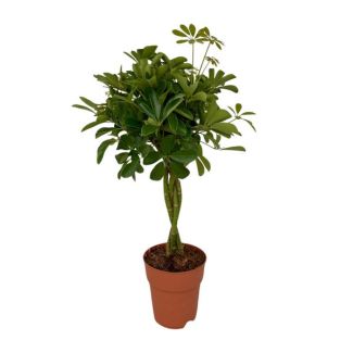 Regenschirmpflanze, Grüne Pflanze, Schefflera Compacta Ø19 - 80cm hoch