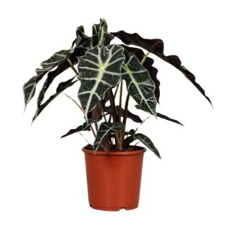 Elefanten Ohr, Grüne Pflanze, Tropisch, Charakteristisches Blatt, Alocasia Polly - Ø17cm - ↕45cm