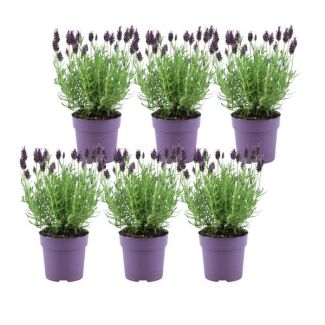 Set von 6 Kamm-Lavendel, Farbe Lila/Rot, Gartenpflanzen, Hecke, Lavandula stoechas Anouk® - 12 cm Topf