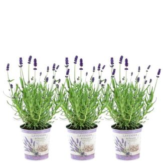 Lavendel in Zierpot, 3 Stück, Farbe Lila-Blau, Terrassenpflanze, Balkonpflanze, Lavandula angustifolia Felice® in Lavendelprint Zierpot - 13 cm Topf