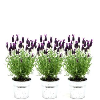 Set von 3 Kopf-Lavendel in Zierpot, Farbe Lila/Rot, Gartenpflanzen, Terrassenpflanze, Balkonpflanze, Lavandula stoechas Anouk - 13 cm Topf Französischer Lavendel in Old Look Zierpot
