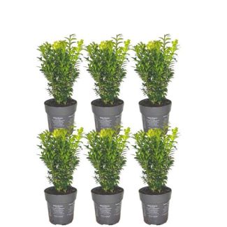 Buchsbaum sempervirens Hecke, Paket für 1 Meter, Farbe Grün, ↕ 20 cm - 6 x Ø12 cm