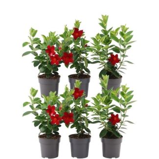Dipladenia, Mandevilla, 6 Stück, Trompetblütige Kletterpflanze, Farbe rot, Terrassenpflanze, Balkonpflanze, Einjährige Pflanze, 6 x Dipladenia Rot - Mandevilla Rot Ø12 cm - ↕25 cm