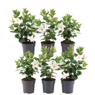 Dipladenia, Mandevilla, 6 Stück, Trompetblütige Kletterpflanze, Farbe Weiß, Terrassenpflanze, Balkonpflanze, Einjährige Pflanze, 6 x Dipladenia Pink - 6 x Dipladenia Weiß - Mandevilla Weiß Ø12 cm - ↕25 cm