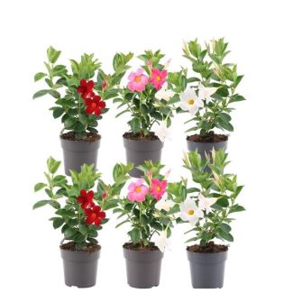 Dipladenia, Mandevilla Mix, 2 x Mandevilla Rosa, 2 x Mandevilla Weiß, 2 x Mandevilla Rot, Trompetblütige Kletterpflanze, Farbe Rot, Terrassenpflanze, Balkonpflanze, Einjährige Pflanze, Mandevilla Summerstar Rot Rankpflanze P19 - Ø19cm - ↕75cm