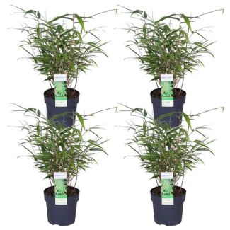 Set van 4 Fargesia rufa planten