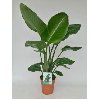 Weiße Paradiesvogelblume, Tropische Grünpflanze, Strelitzia Nicolai, Ø19cm - ↕95cm
