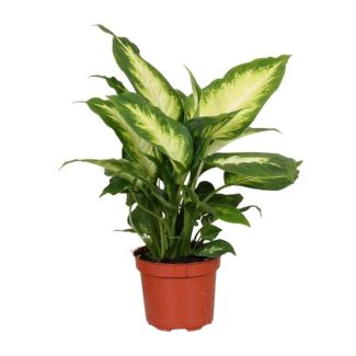 Dieffenbachie Camilla - Ø12cm - ↕35cm