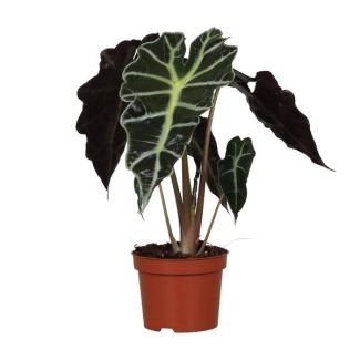 Elefantenohr, Grüne Pflanze, Tropisch, Charakteristisches Blatt, Alocasia Polly - Ø12cm - ↕30cm