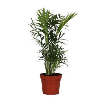 Mexikanische Zwergpalme, Zimmerpflanze, Palme, Chamaedorea elegans - Ø12cm - ↕40cm