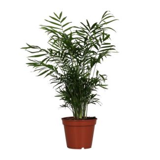 Mexikanische Zwergpalme, Zimmerpflanze, Bergpalme, Chamaedorea elegans -Ø17cm - ↕55cm