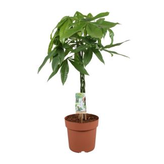 Pachira aquatica - Ø21cm - ↕90cm