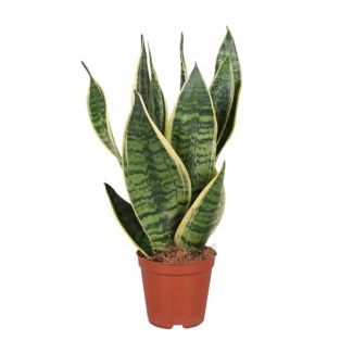 Schwiegermutterzunge, Schwertförmiges Dunkelgrünes Blatt mit Streifen, Sansevieria Trifasciata Futura Superba - Ø12cm - ↕40cm