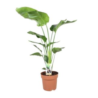 Weiße Paradiesvogelblume, Tropische Grüne Pflanze, Strelitzia Nicolai, Ø21cm - ↕90cm