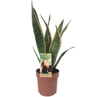 Schwiegermutterzunge, Goldrandpflanze, Schwertförmiges Dunkelgrünes Blatt mit Gelbem Rand Sansevieria Laurentii - 50cm - ø14